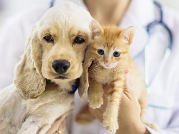 zooom news almapharm joins the pack at zooom tile view 1